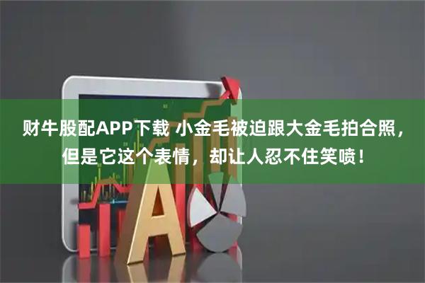 财牛股配APP下载 小金毛被迫跟大金毛拍合照，但是它这个表情，却让人忍不住笑喷！