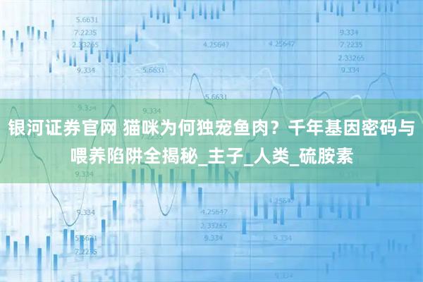 银河证券官网 猫咪为何独宠鱼肉？千年基因密码与喂养陷阱全揭秘_主子_人类_硫胺素